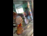 Collab Clips MPUGC2 - Fishes watching finding nemo
