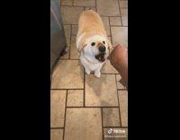 Collab Clips mpugc - Fat dog slowly eats treat