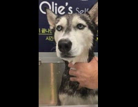 Grey white husky dog gets bath shower 