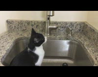 Black white cat sitting in stainless steel sink fascinated trying to play with automatic sensor faucet