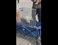 Guy claps for bird who is bopping head to music