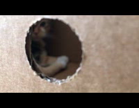 Cat yawn inside box seen through hole