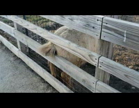 Horse pony scratches butt wood fence barn