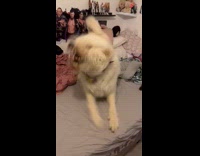 Dog gets crazy playing with toy wand