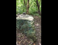 Puffball mushroom thrown and shattered on rock