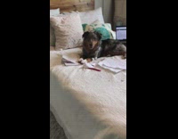 Puppy dog chews rips notebook white bed