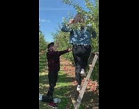 Woman denim jacket stand ladder pick apples