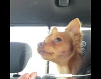 Brown dog looking out car window growls 