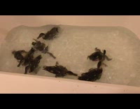 Ducks swim around water in bathtub