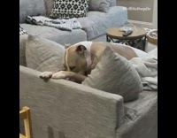 Dog sad on gray couch 