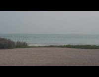 Flock of bird migrate in line at the beach