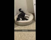 Cat walking in bed sideways 