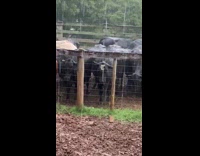 Black cow with apple logo on forehead