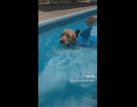 Puppy dog shark fin life vest swims 