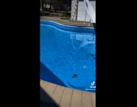 Collab BitchMP - Girl saves bird from her dogs and puts it in bird bath