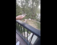 Teen throws phone at trampoline hits metal bar 