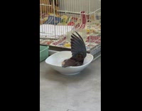 Brown dove bird takes bath in bowl 