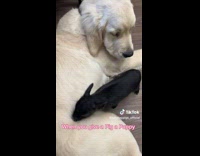 Pig and golden retriever become best friends 