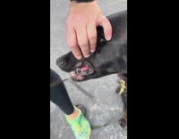 Black dog with silver canine fangs grill