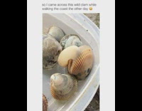 so i came across this wild clam while walking the coast the other day