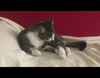 Pet cat licks and cleans its own body Part 2