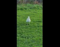 Seagull bird tap feet on grass part 1