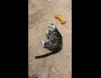 Black grey cat plays with orange dumbbell