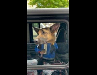 Collab BitchMP - Dog looks funny with body reflection 