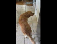 Dog leads owner to pantry for treat 