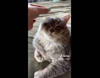 Lady Sticks Cat Whisker on Cats Head