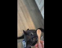 Pickle the cat loves her spoon 