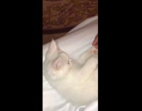 White cat paw touch cat meows in distance 