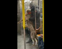 Guy brings large brown dog onto subway