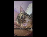 Close up of grey cat pursing lips pooping