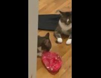 Two cats cockroach friend hold hands 