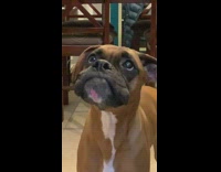 Collab DailyDoseOfInternet - Brown dog lick ASMR peanut butter pill