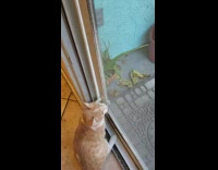 Cat uses paw to open screen door 