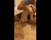 Cat held up dance whip music