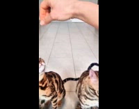 Woman teaches two bengal  cats clicker tricks