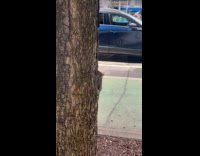 Collab WINY - Rat climbs the tree on the sidewalk