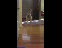 dog play fighting with smaller dog 