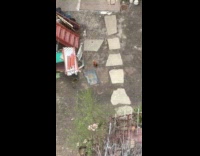 Chickens roam on apartment yard top view