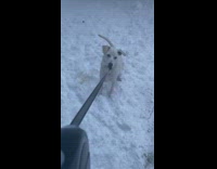 Guy throws snowball at white dog 