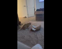 Cat trying to bite siblings foot 