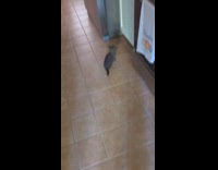 Gray kitten meows and wanders around kitchen