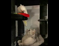 Collab BitchIG2 - White bird drops lego toy on cats head