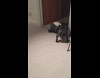 small black dog tackles grey stuffed animal toy 