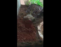 Toad in cage eat worm slow motion