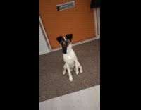 Submitter says hello to dog yawns back