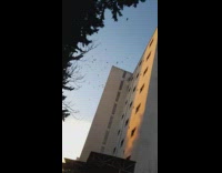 Flock of birds fly above a building